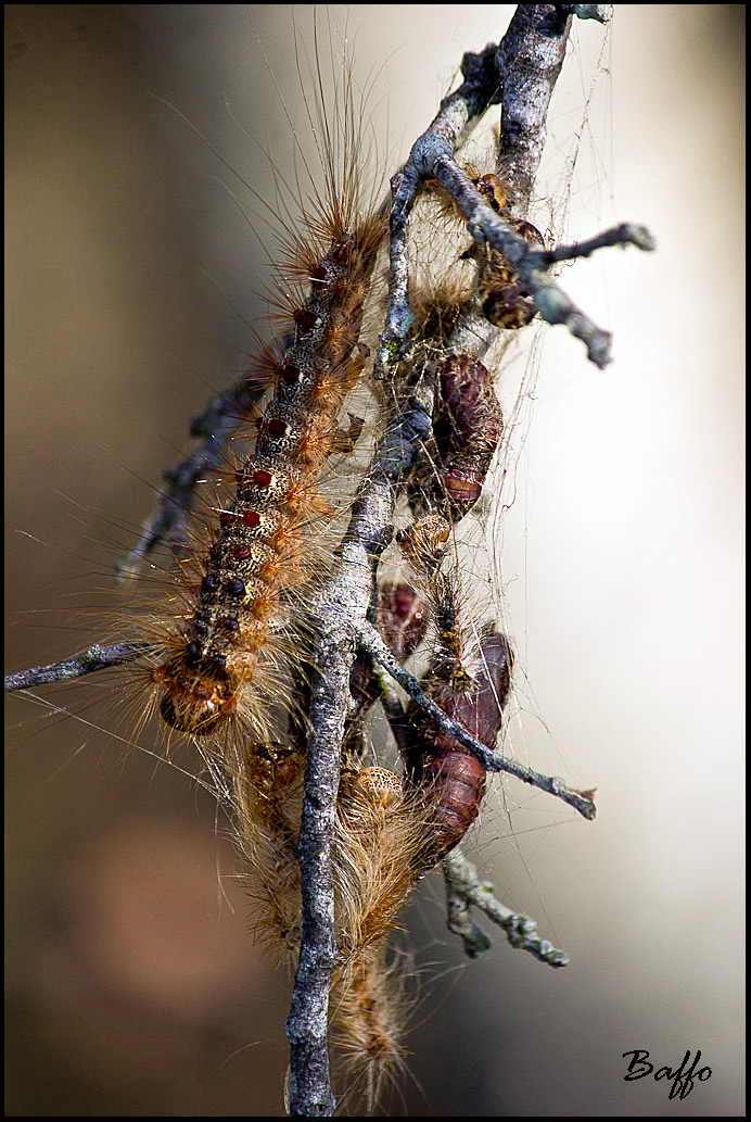 Larva di Calosoma sycophanta dalla Croazia